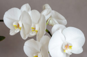 Orchids Symbolize Beauty